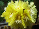 Notocactus leninghausii - 29.07.2012