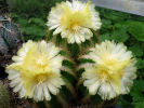 Notocactus warasii - 10.08.2012