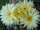 Notocactus crassigibbus - 28.05.2012