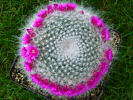Mammillaria hahniana - 28.05.2013
