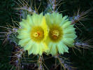 Astrophytum ornatum - 21.07.2013