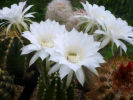 Echinopsis eyriesii - 06.06.2015