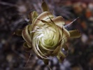 Setiechinopsis mirabilis „Blume der Anbetung” - 31.05.2020