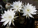 Echinopsis (ancistrophora ?) - 07.06.2021